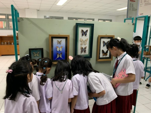 Mengenali aneka serangga